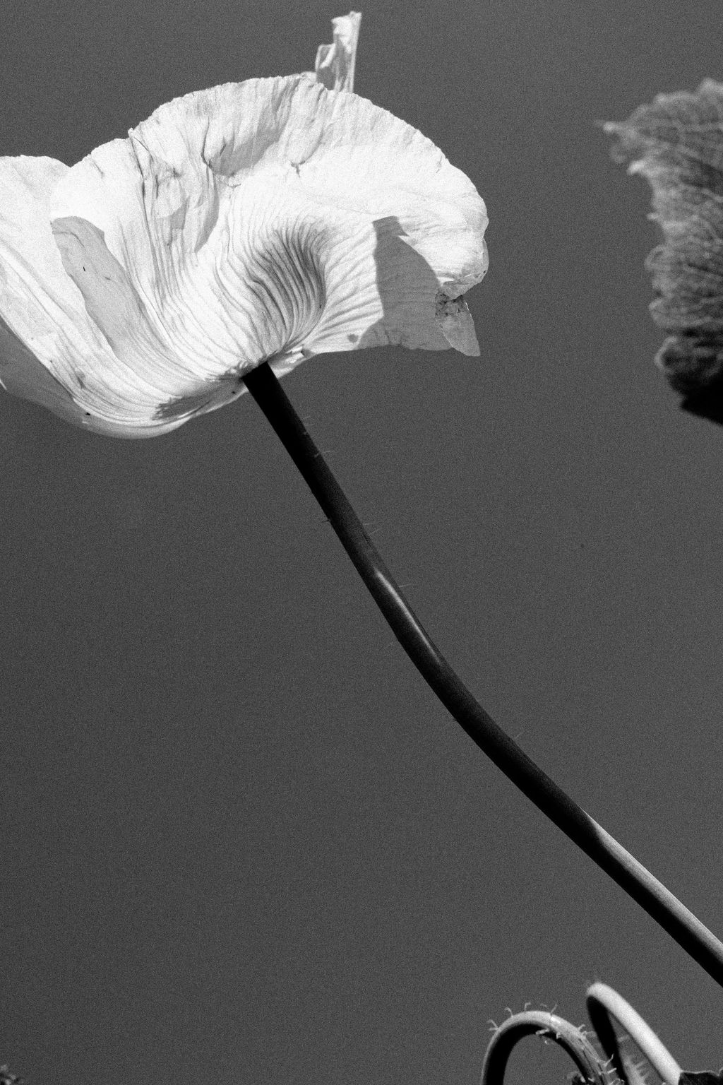 Black and white photograph of a delicate white flower on a long stem, symbolizing healing and growth beyond traditional talk therapy.